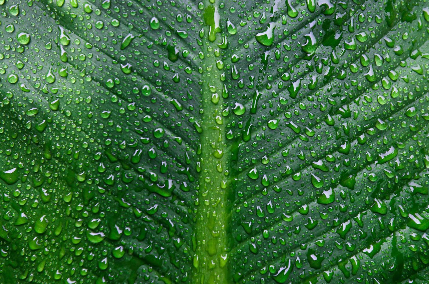 Background and wallpaper of green leaves with drops dew. photo