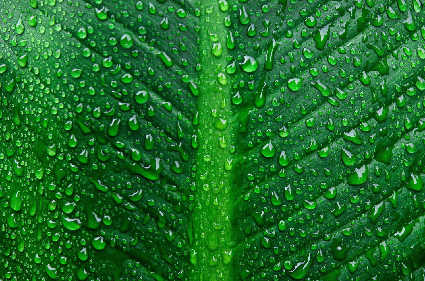 Fondo y papel tapiz de hojas verdes con gotas de rocío. foto