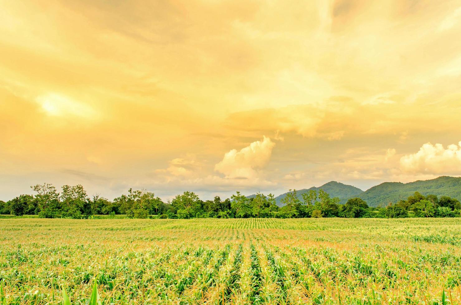 paisaje de campo de maíz con la puesta de sol, granja de campo de cultivo verde. foto