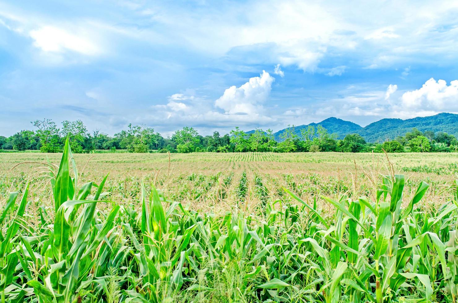 Landscape of corn field with the sunset, Farm of green crop field. photo