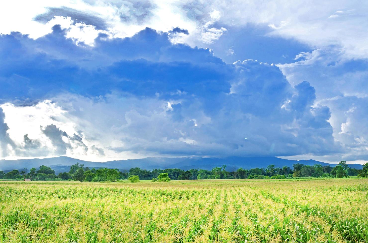 paisaje de campo de maíz con la puesta de sol, granja de campo de cultivo verde. foto