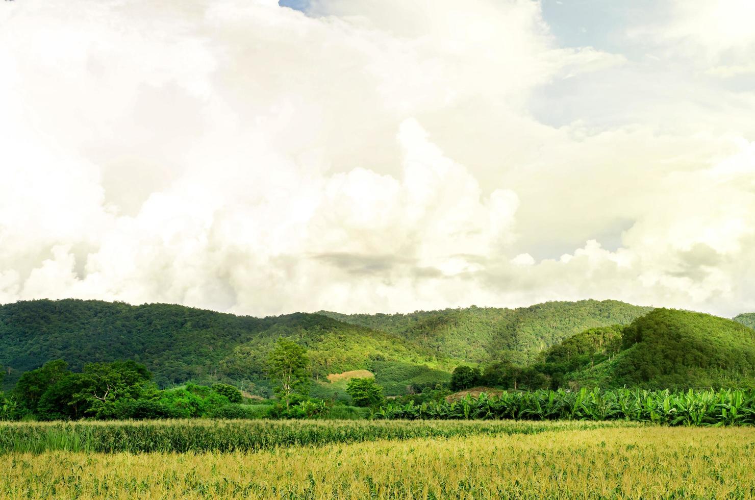 paisaje de campo de maíz con la puesta de sol, granja de campo de cultivo verde. foto