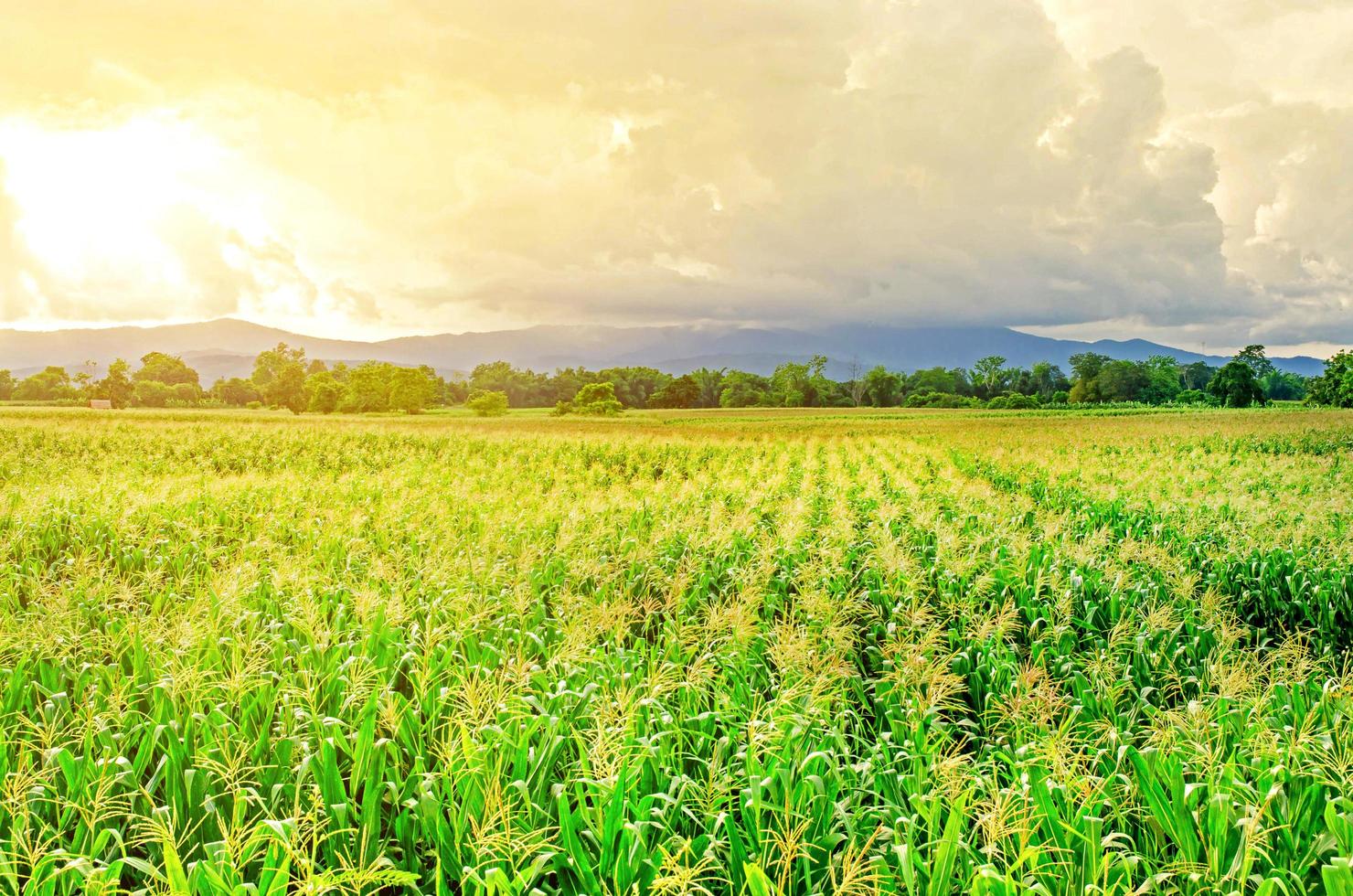 paisaje de campo de maíz con la puesta de sol, granja de campo de cultivo verde. foto