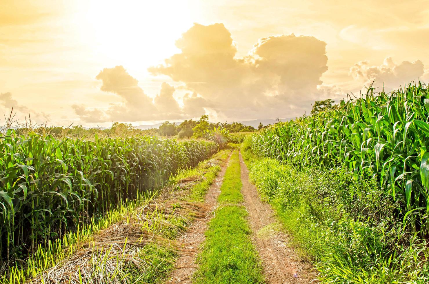 paisaje de campo de maíz con la puesta de sol, granja de campo de cultivo verde. foto