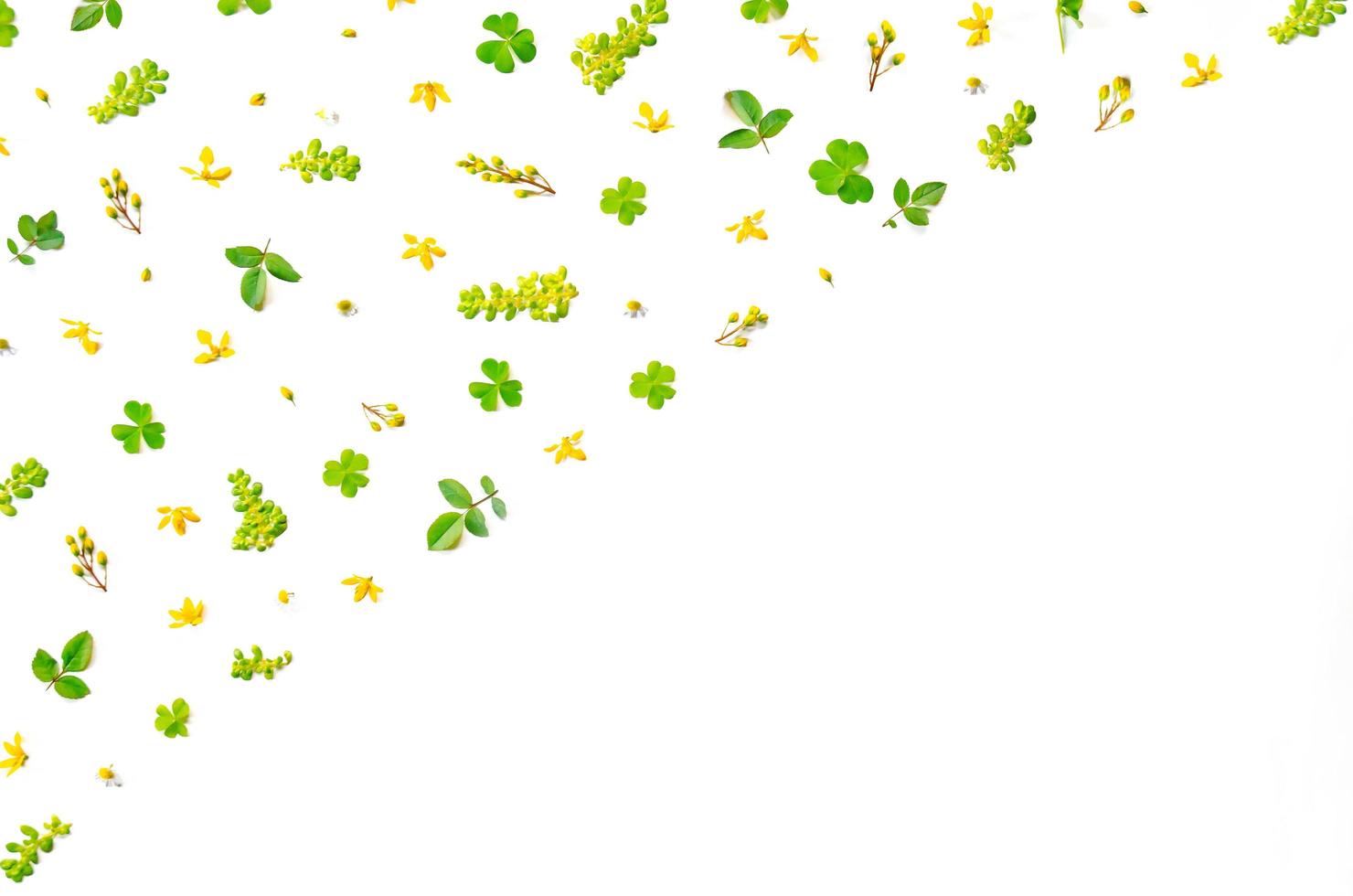 Frame from green leaves and flower on white background and free space. photo