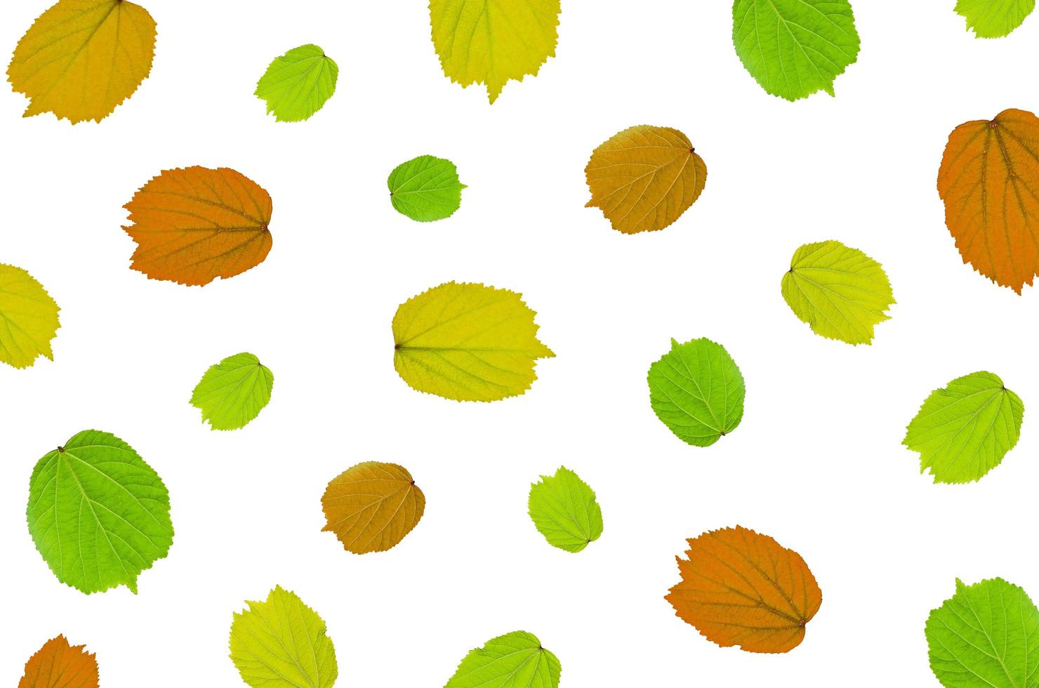 Frame from green leaves and flower on white background and free space. photo