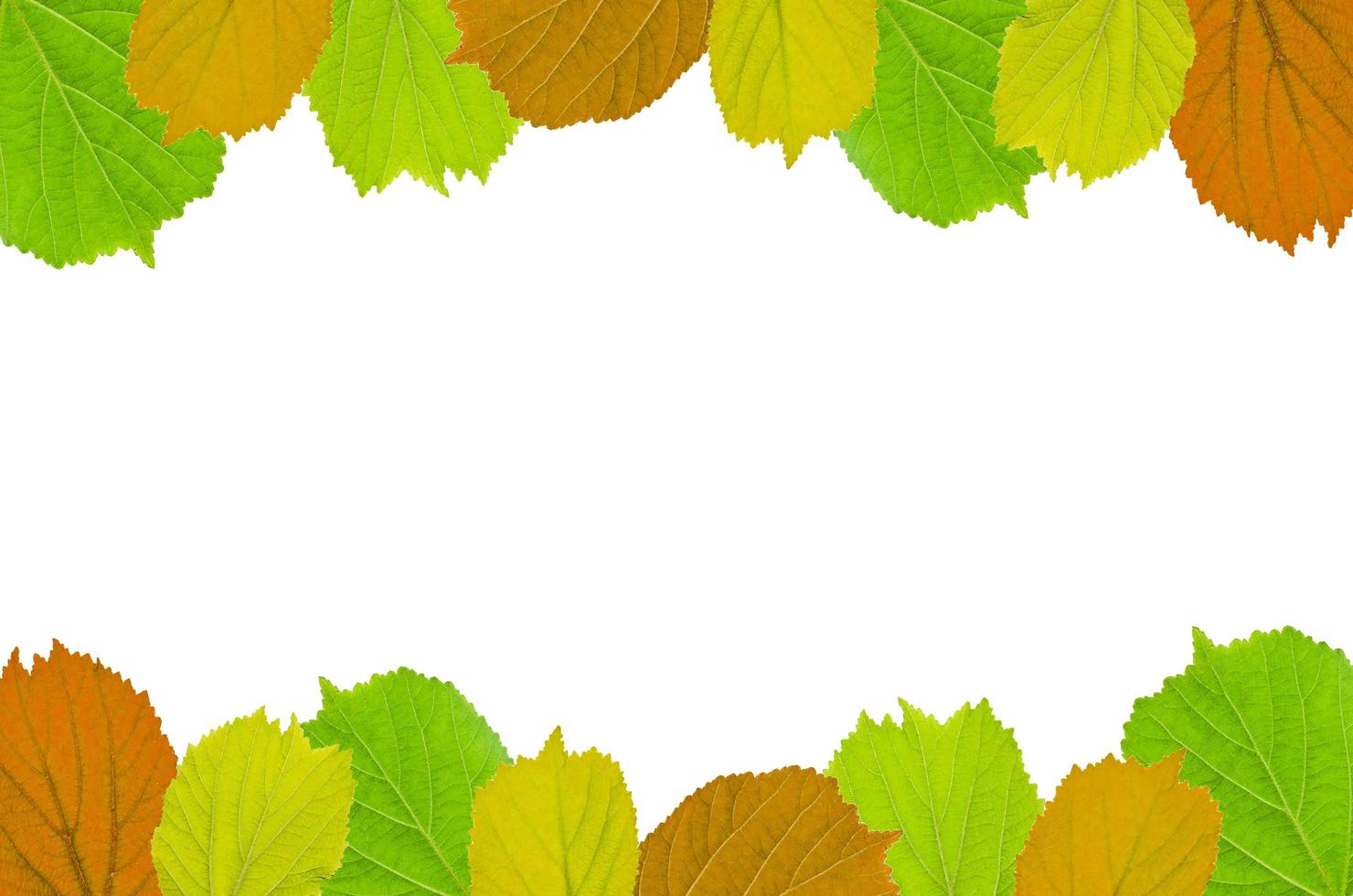 Frame from green leaves and flower on white background and free space. photo