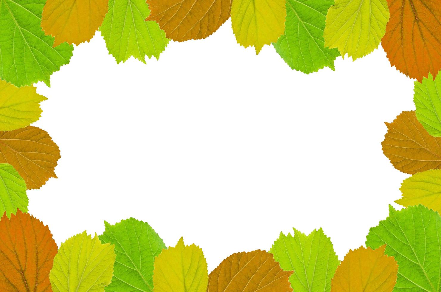 Frame from green leaves and flower on white background and free space. photo