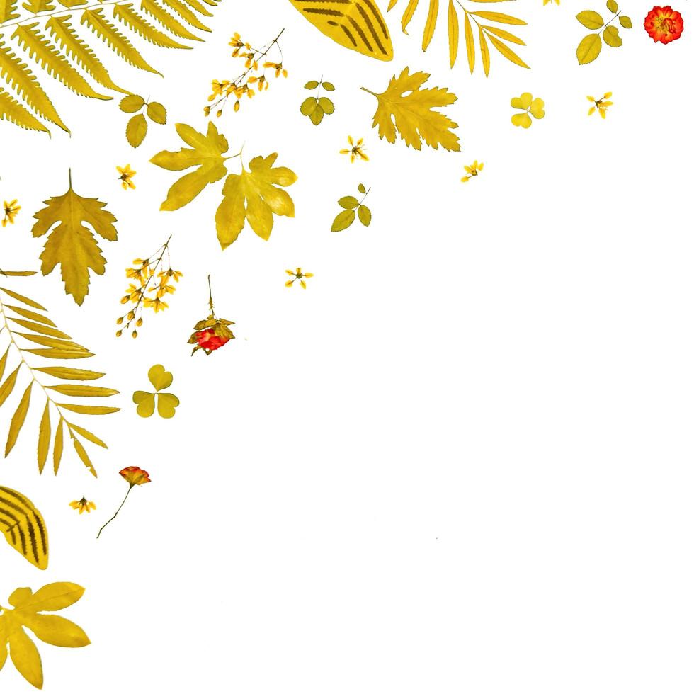 marco de hojas secas y flores, fondo y papel tapiz de hojas secas. foto