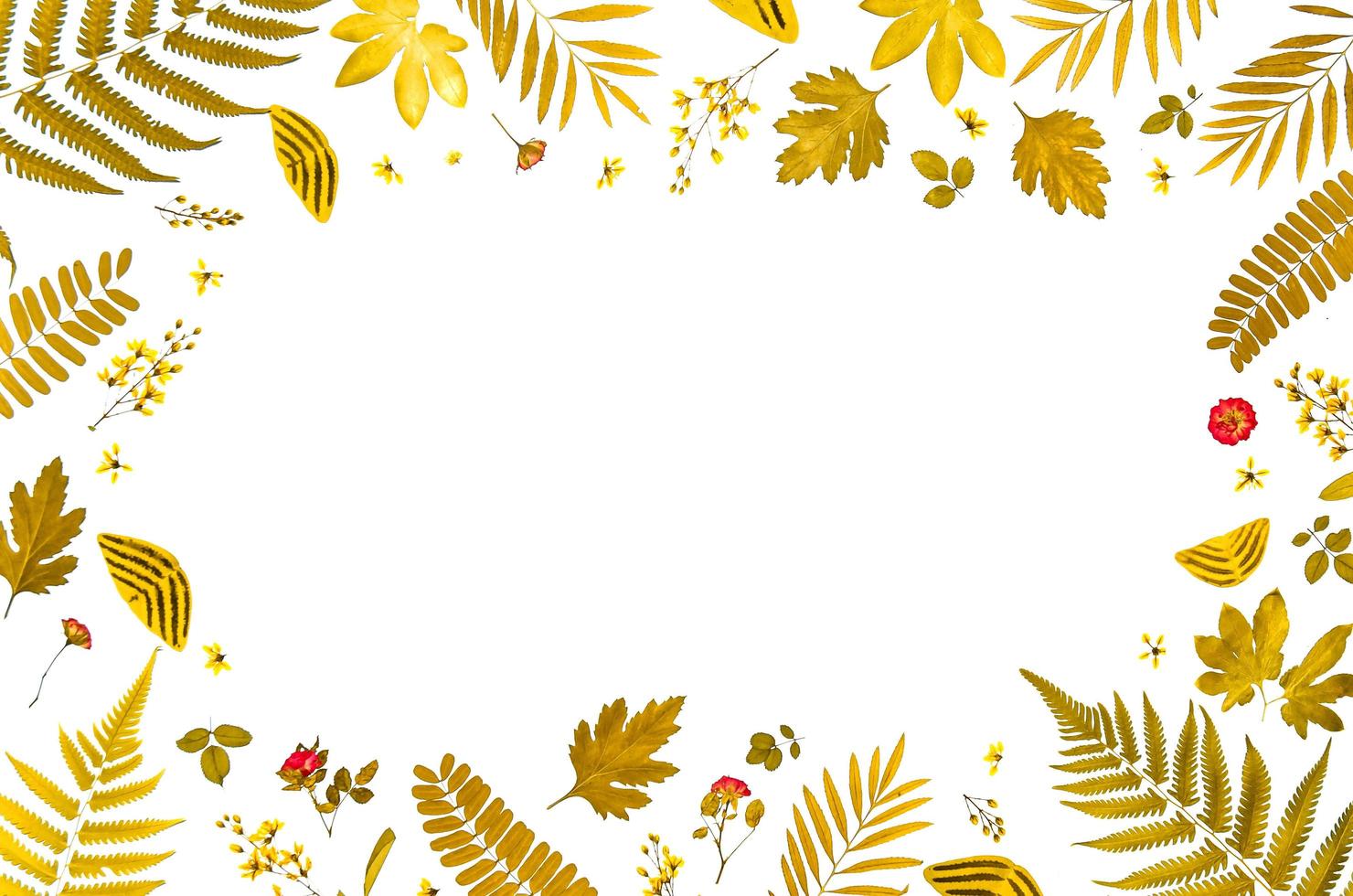 Frame from dry leaves and flower, background and wallpaper dry leaves. photo