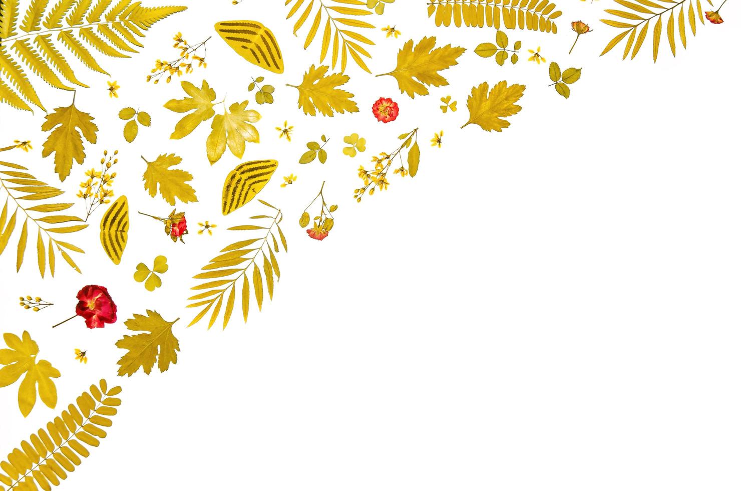 Frame from dry leaves and flower, background and wallpaper dry leaves. photo