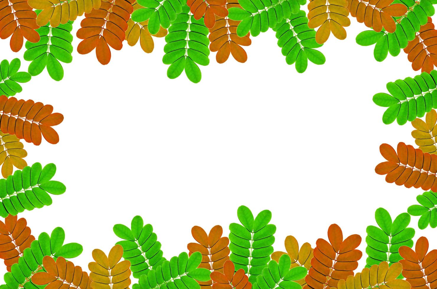 Frame from green leaves and flower on white background and free space. photo
