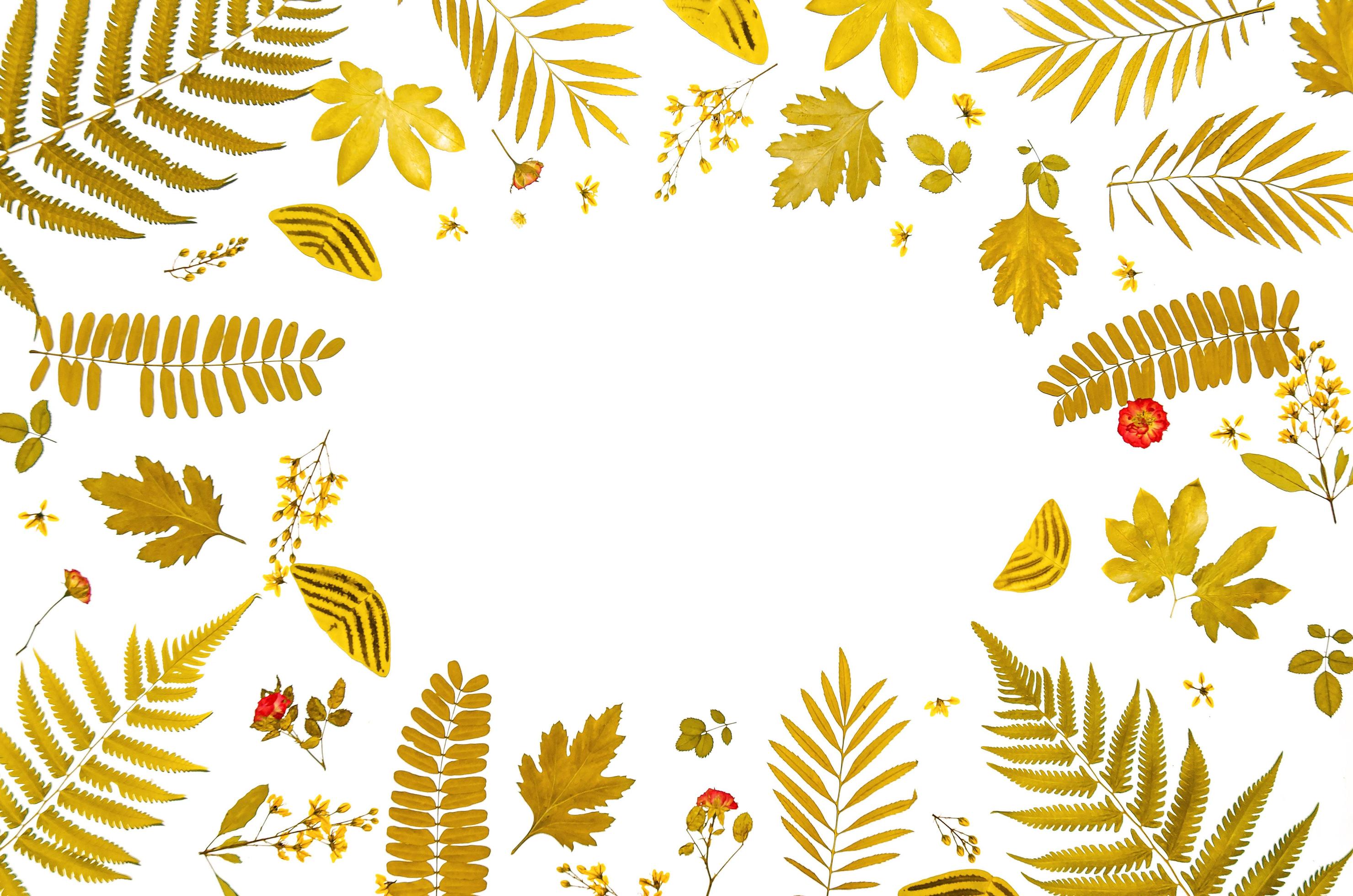 Frame from dry leaves and flower, background and wallpaper dry leaves.  3324104 Stock Photo at Vecteezy