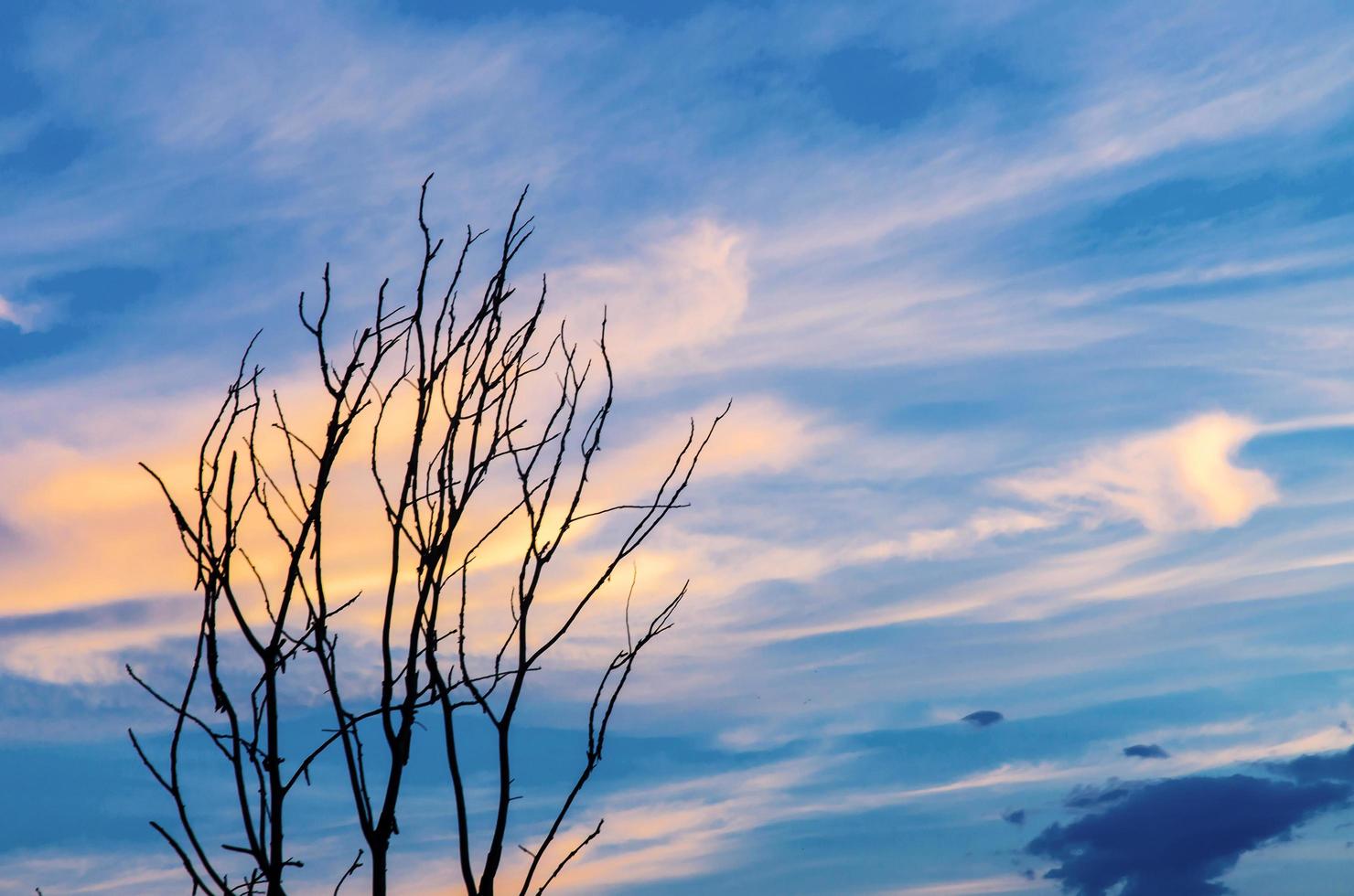 silueta de árbol muerto y rama seca con hermoso cielo y cielo azul foto