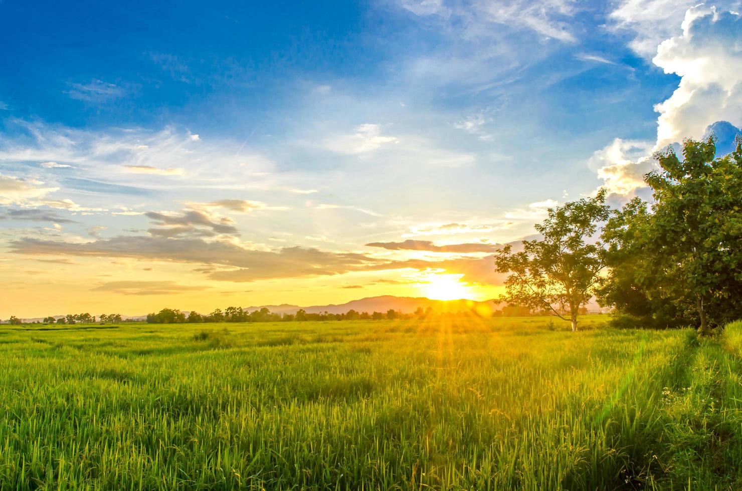 paisaje de maizal y campo verde con puesta de sol en la granja foto