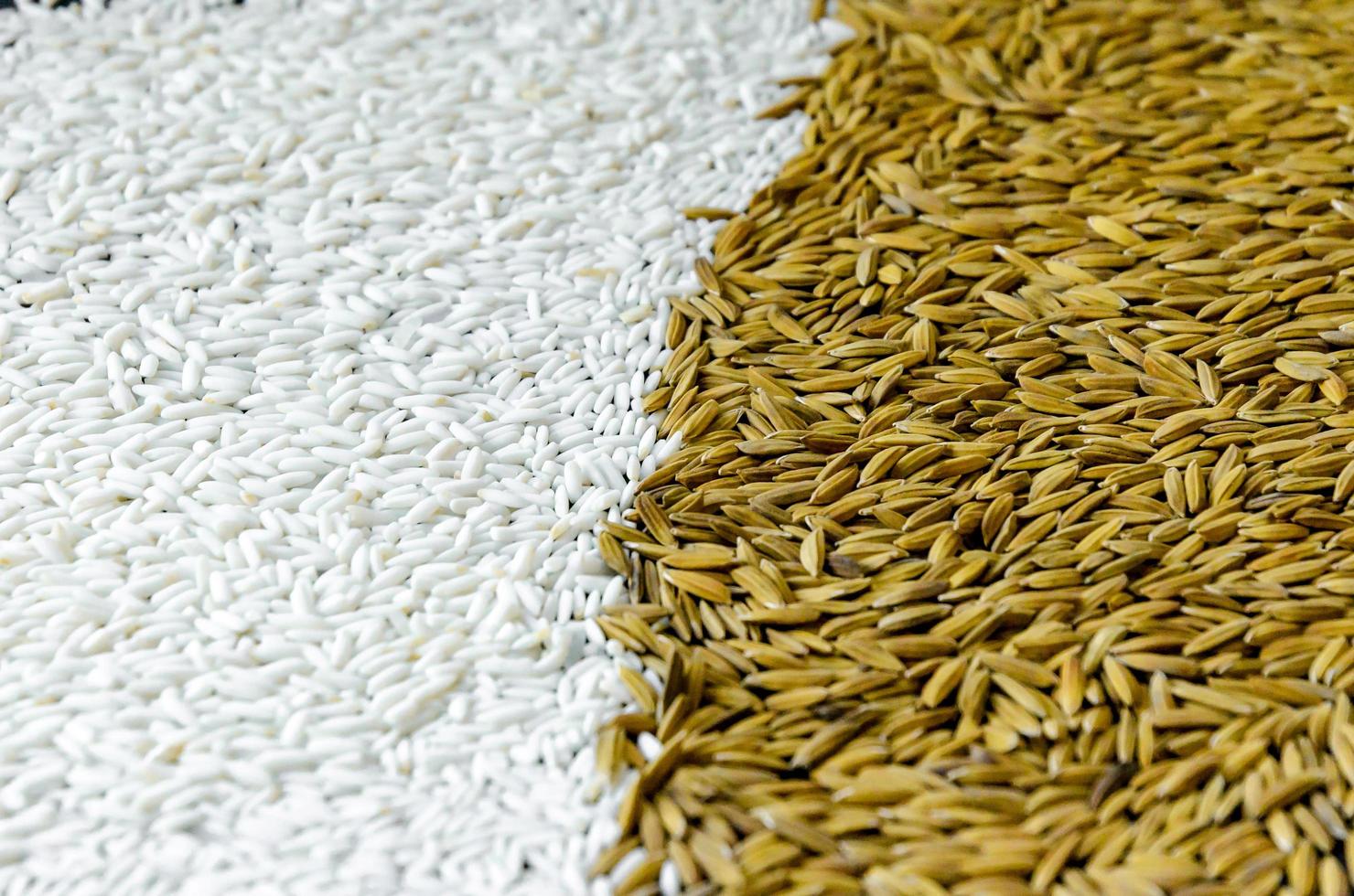 Top view paddy rice and rice seed, Brown of rice grain and rice pile. photo