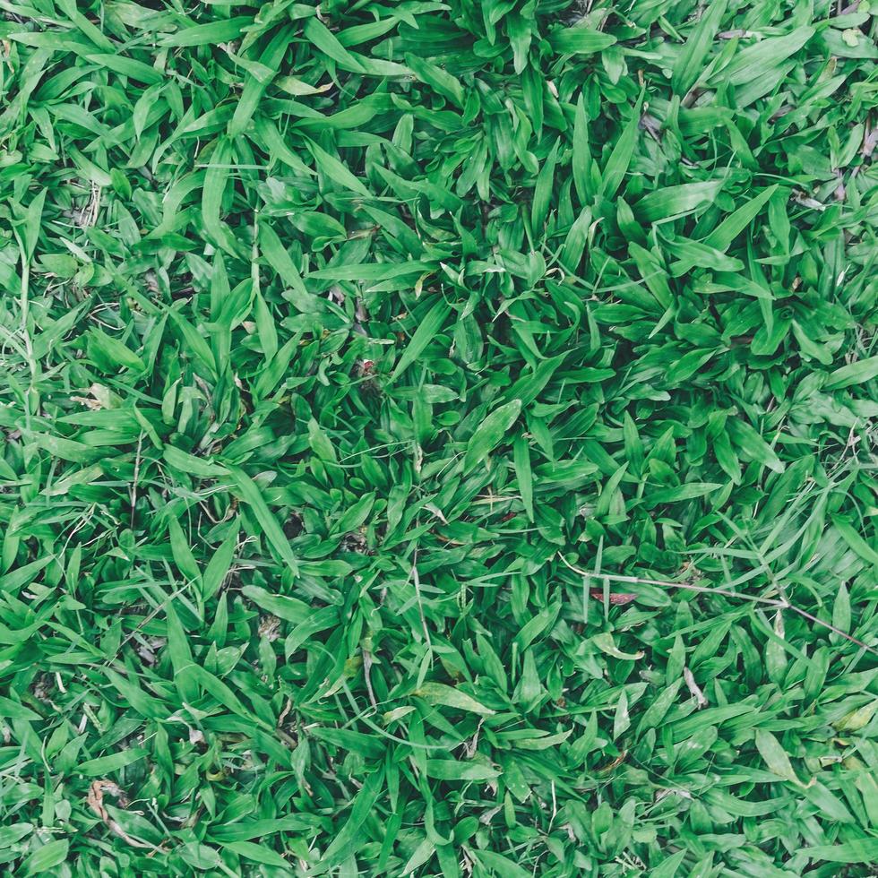 Top view of green grass and grass ground and grass field photo