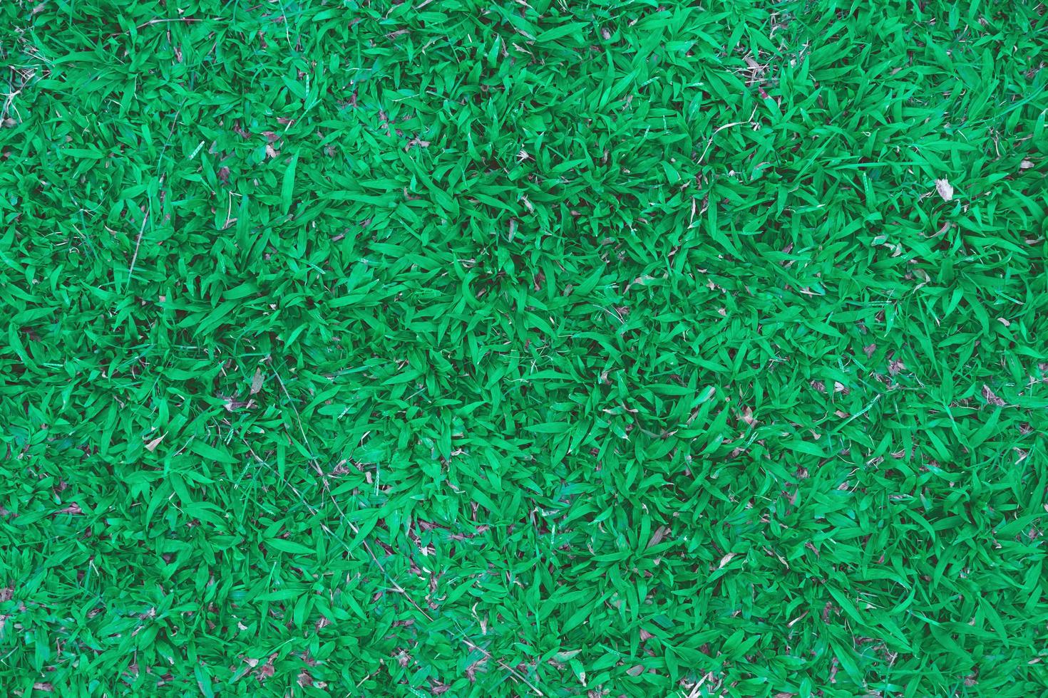 Vista superior de la hierba verde y el suelo de hierba y el campo de hierba foto