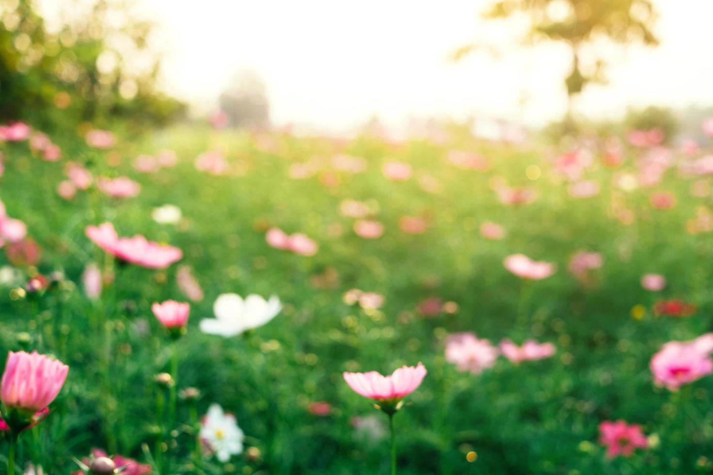 flor del cosmos y flor rosa de la nave estelar en el jardín por la mañana. foto