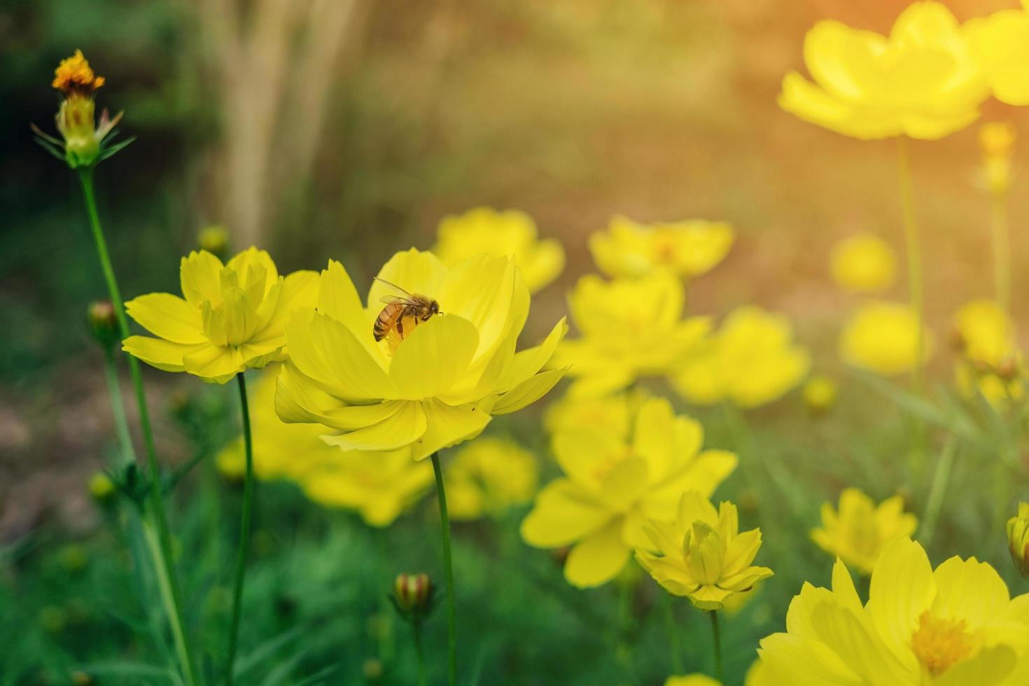 Cosmos flower and yellow starship flower in garden on the morning. photo