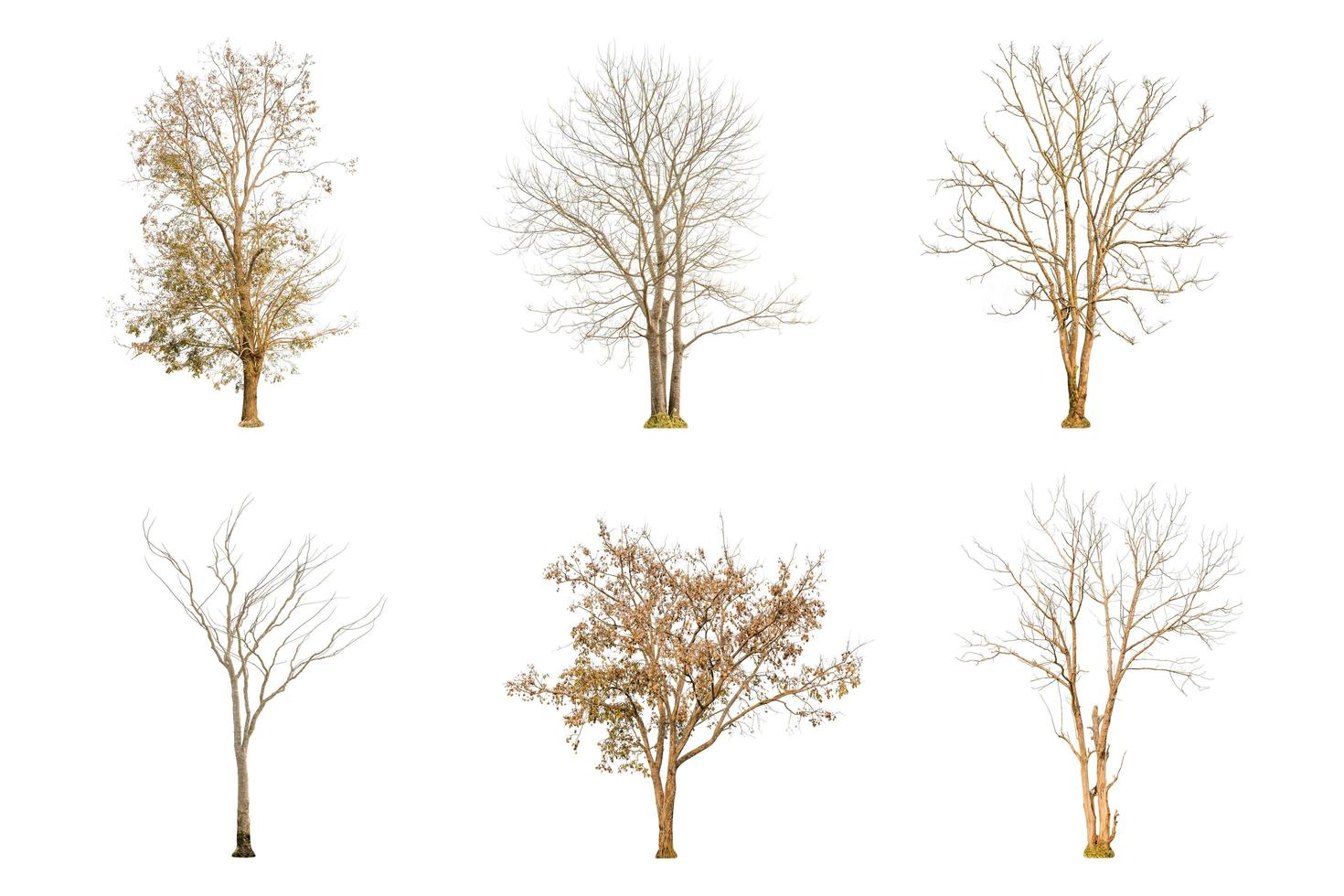 Set of dry tree shape and tree branch on white background for isolated photo