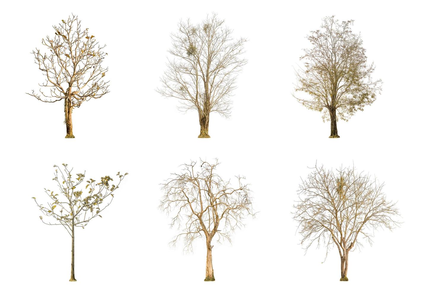 Set of dry tree shape and tree branch on white background for isolated photo