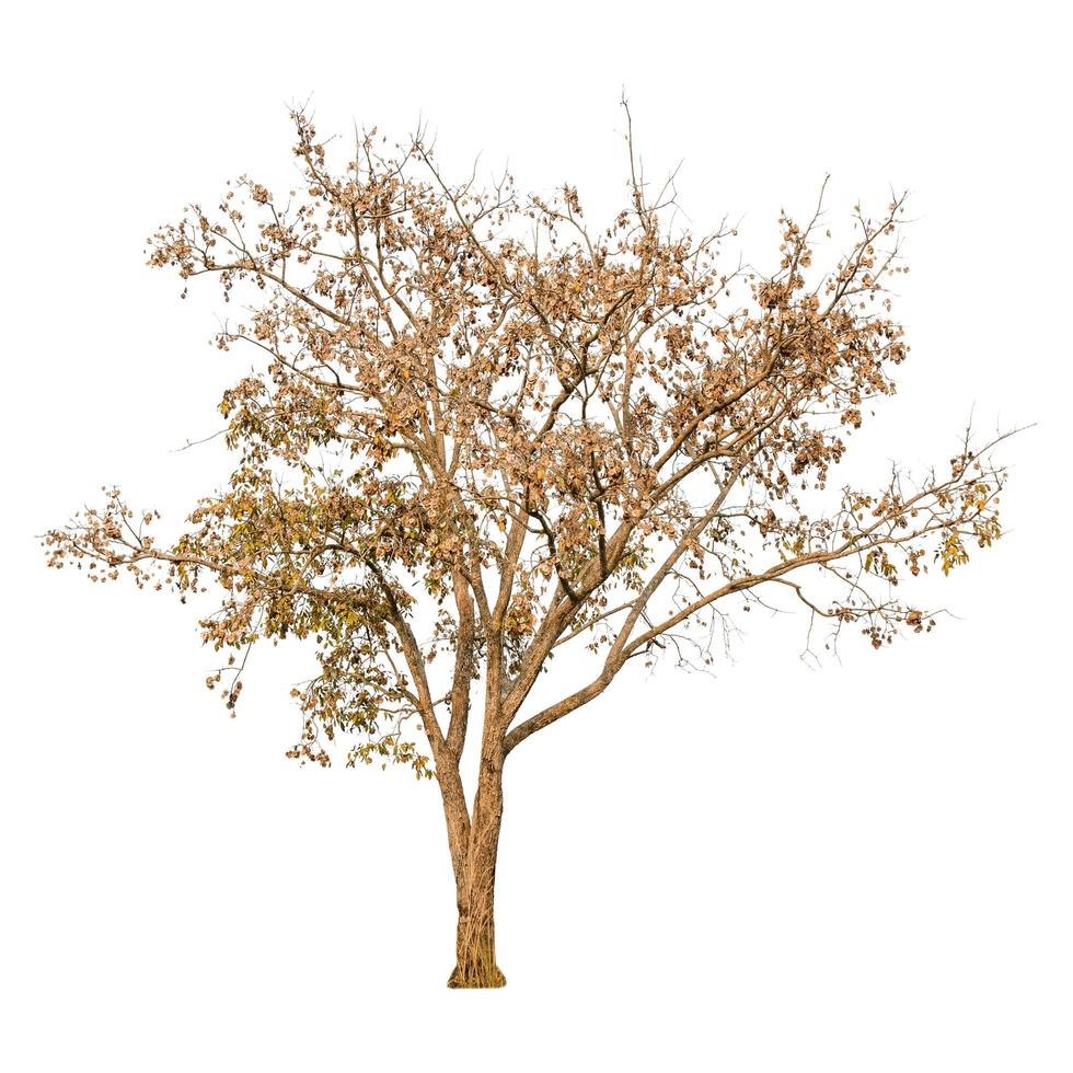 A dry tree shape and dry branch on white background for isolate. photo