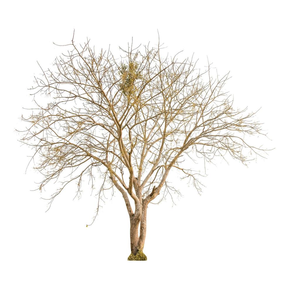 A dry tree shape and dry branch on white background for isolate. photo