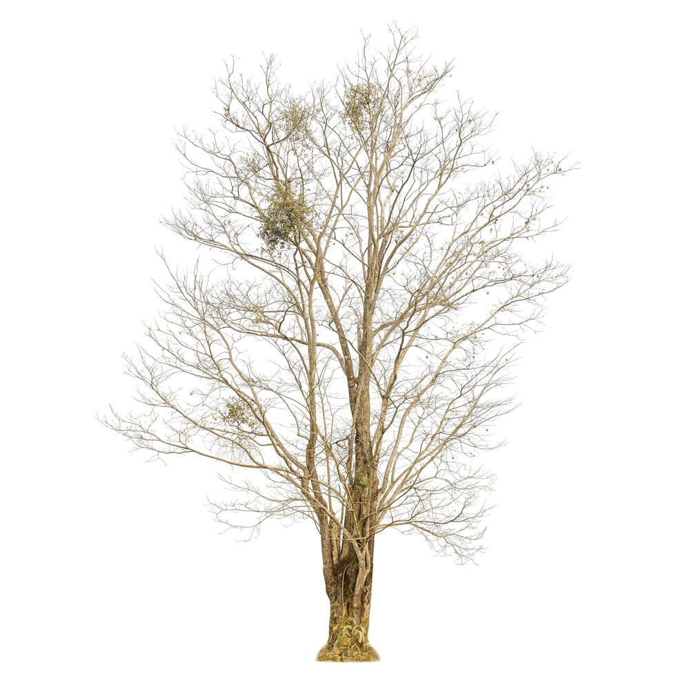A dry tree shape and dry branch on white background for isolate. photo