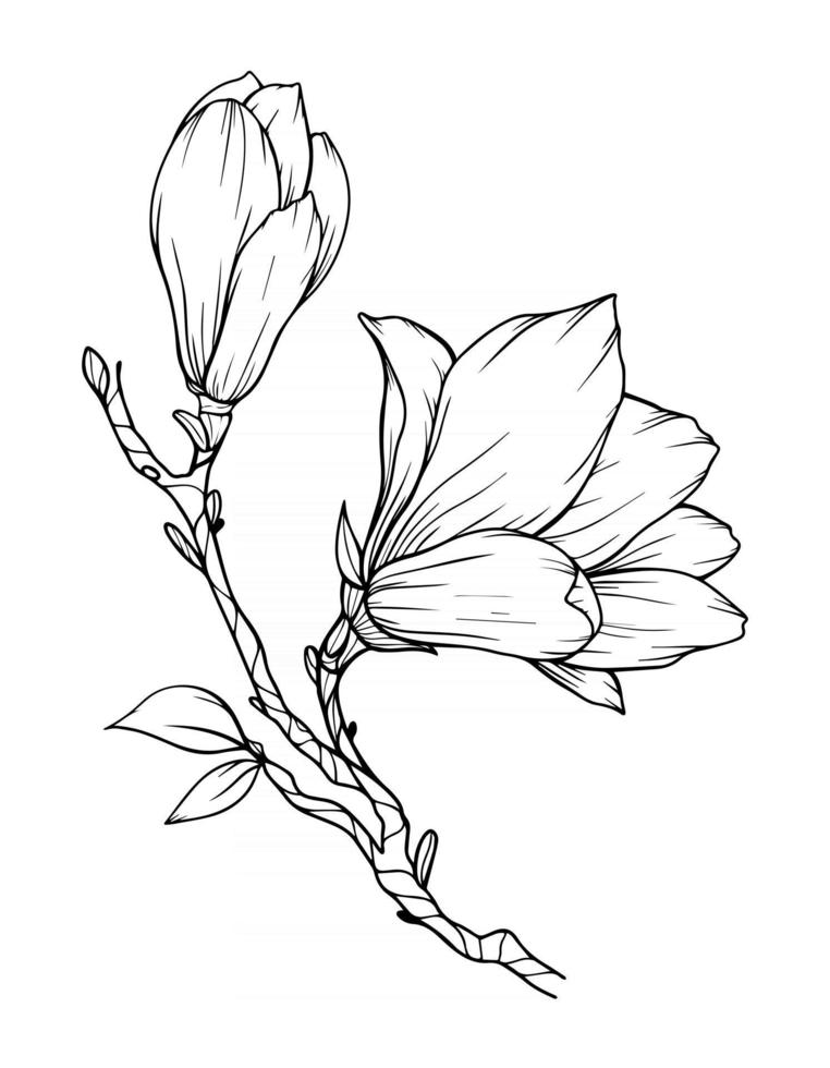 Magnolia Flower Outline Magnolia LIne Art Line Drawing vector