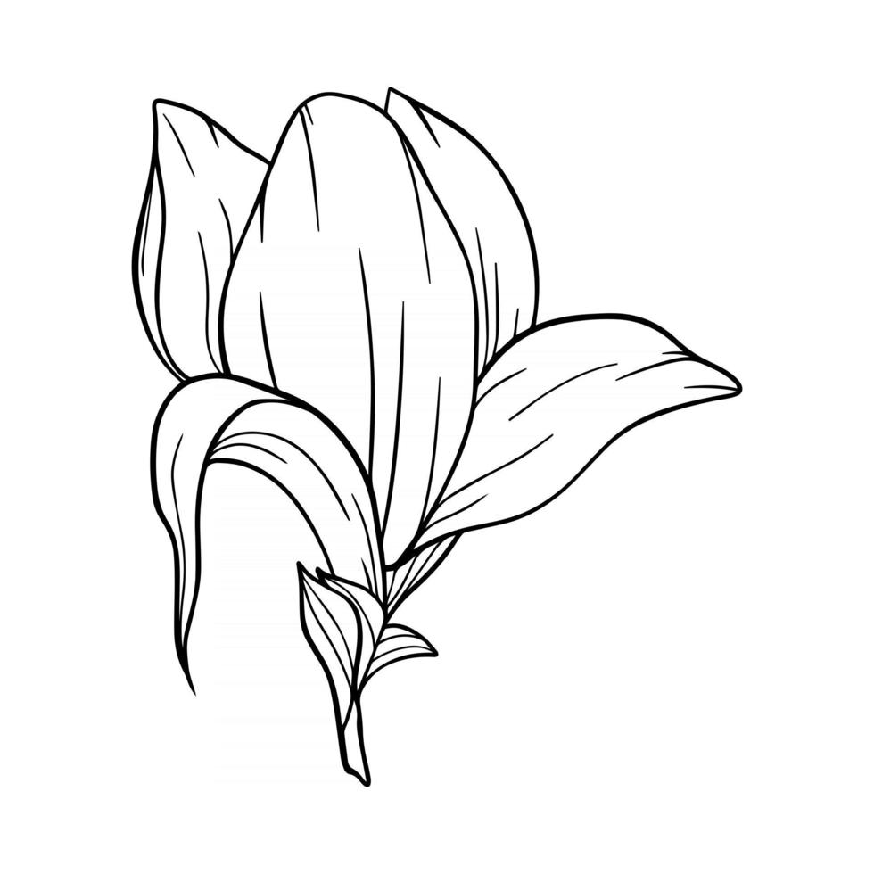 magnolia flor contorno magnolia arte lineal dibujo lineal vector