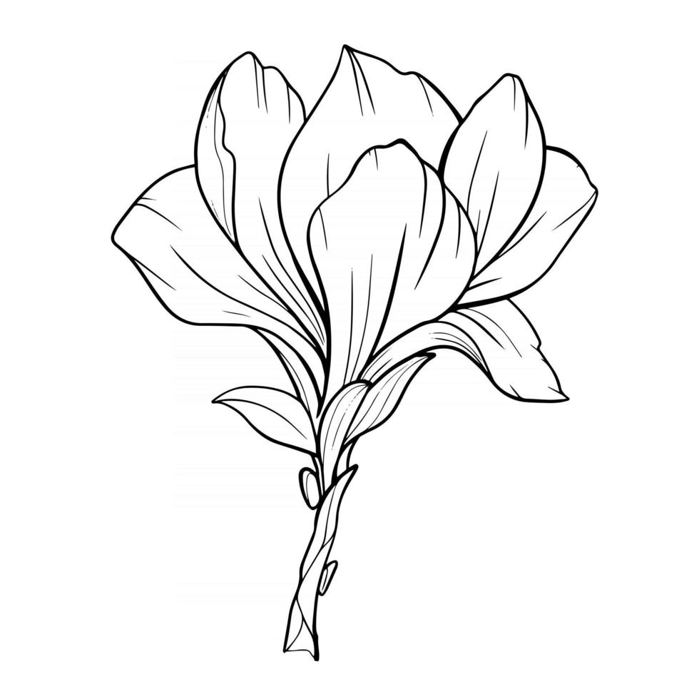 Magnolia Flower Outline Magnolia LIne Art Line Drawing 3325097 Vector ...