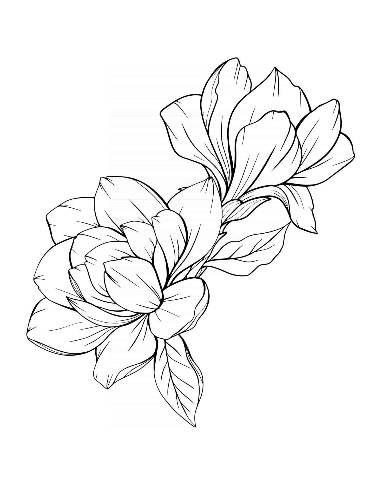 Magnolia Flower Outline Magnolia LIne Art Line Drawing 3325098 Vector
