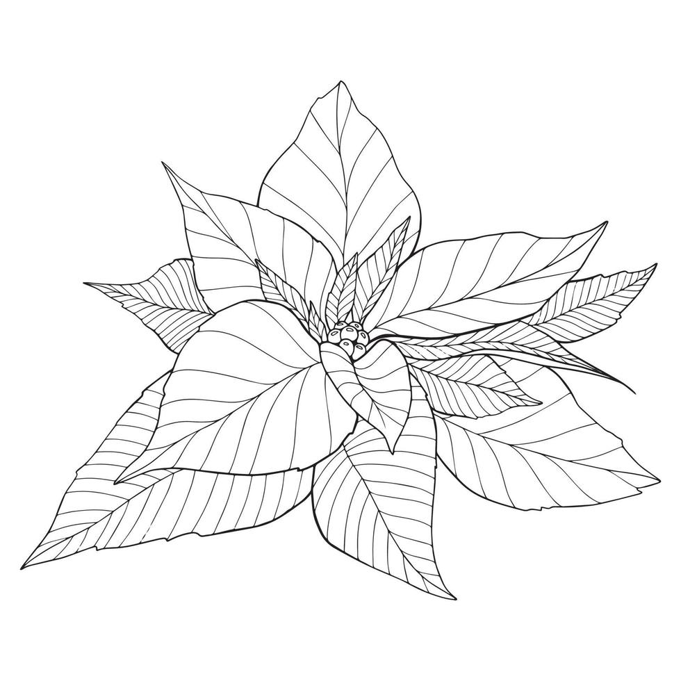 Poinsettia Flower Outline Poinsettia Line Art Christmas Holly vector