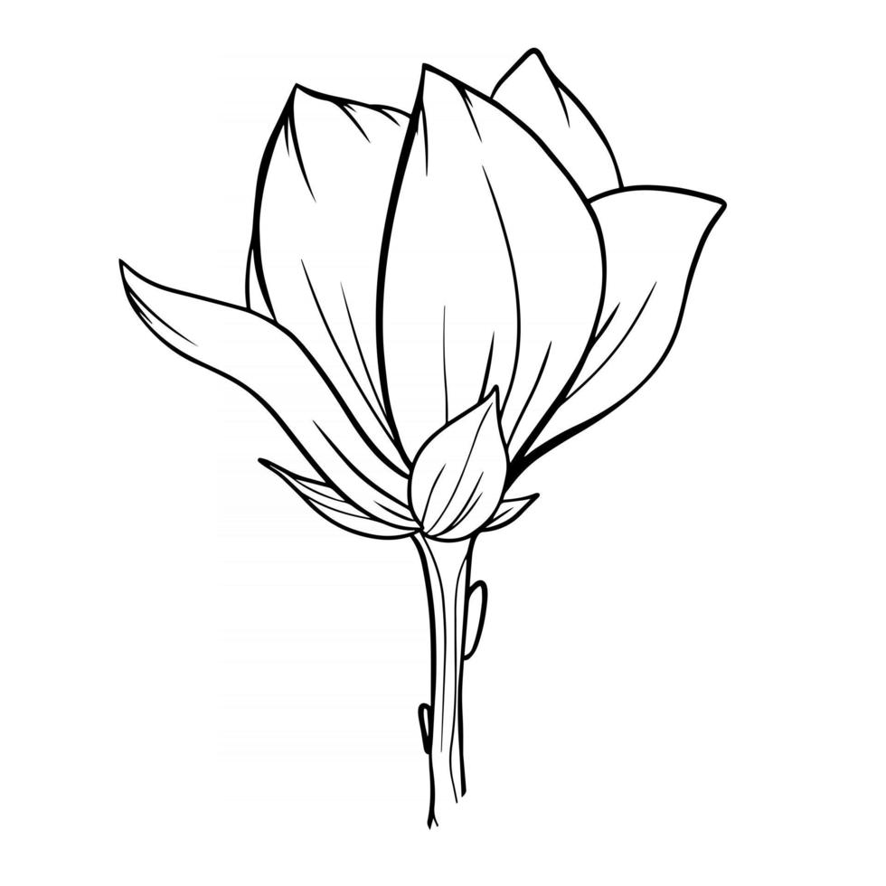 Magnolia Flower Outline Magnolia LIne Art Line Drawing vector