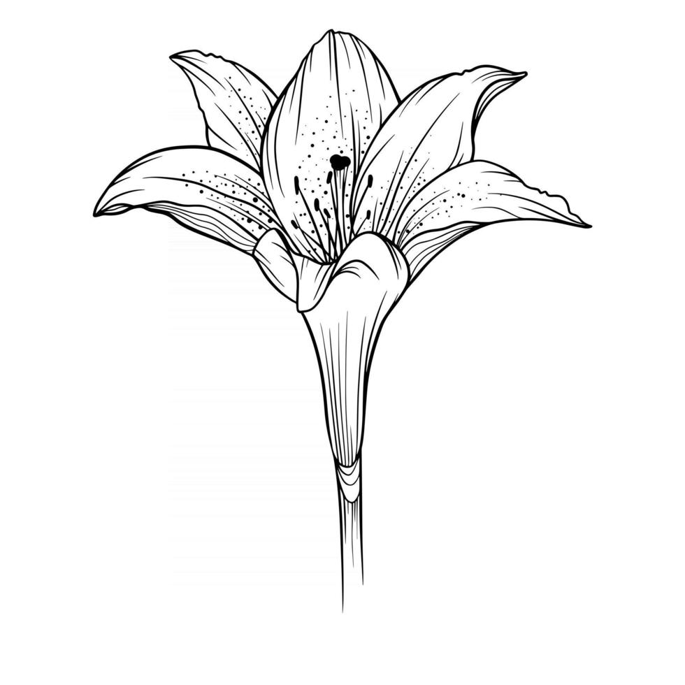 Lily Flower Outline Lilies LIne Art Line Drawing vector