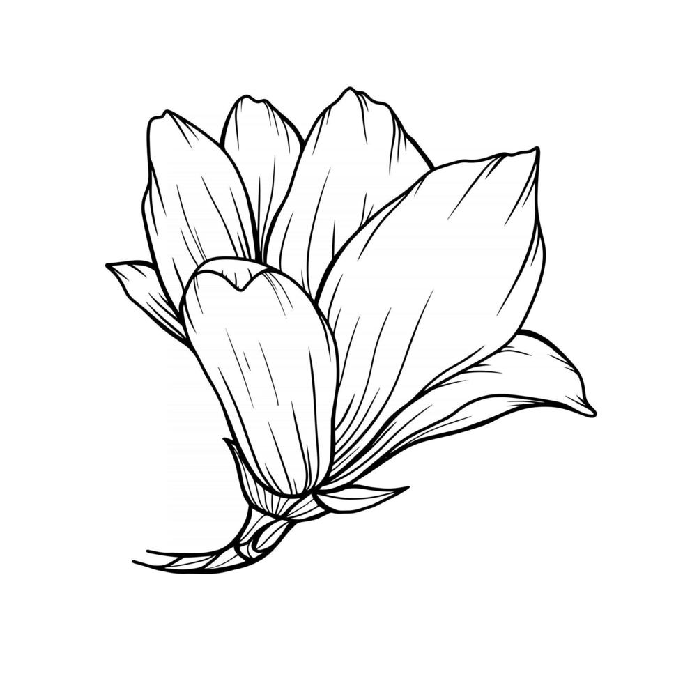 Magnolia Flower Outline Magnolia LIne Art Line Drawing vector