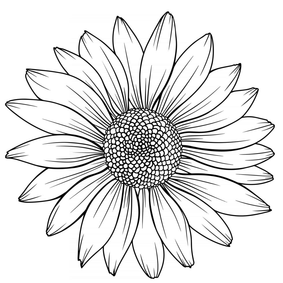 Daisy Flower Outline Daisy LIne Art Line Drawing chamomile outline vector. 
