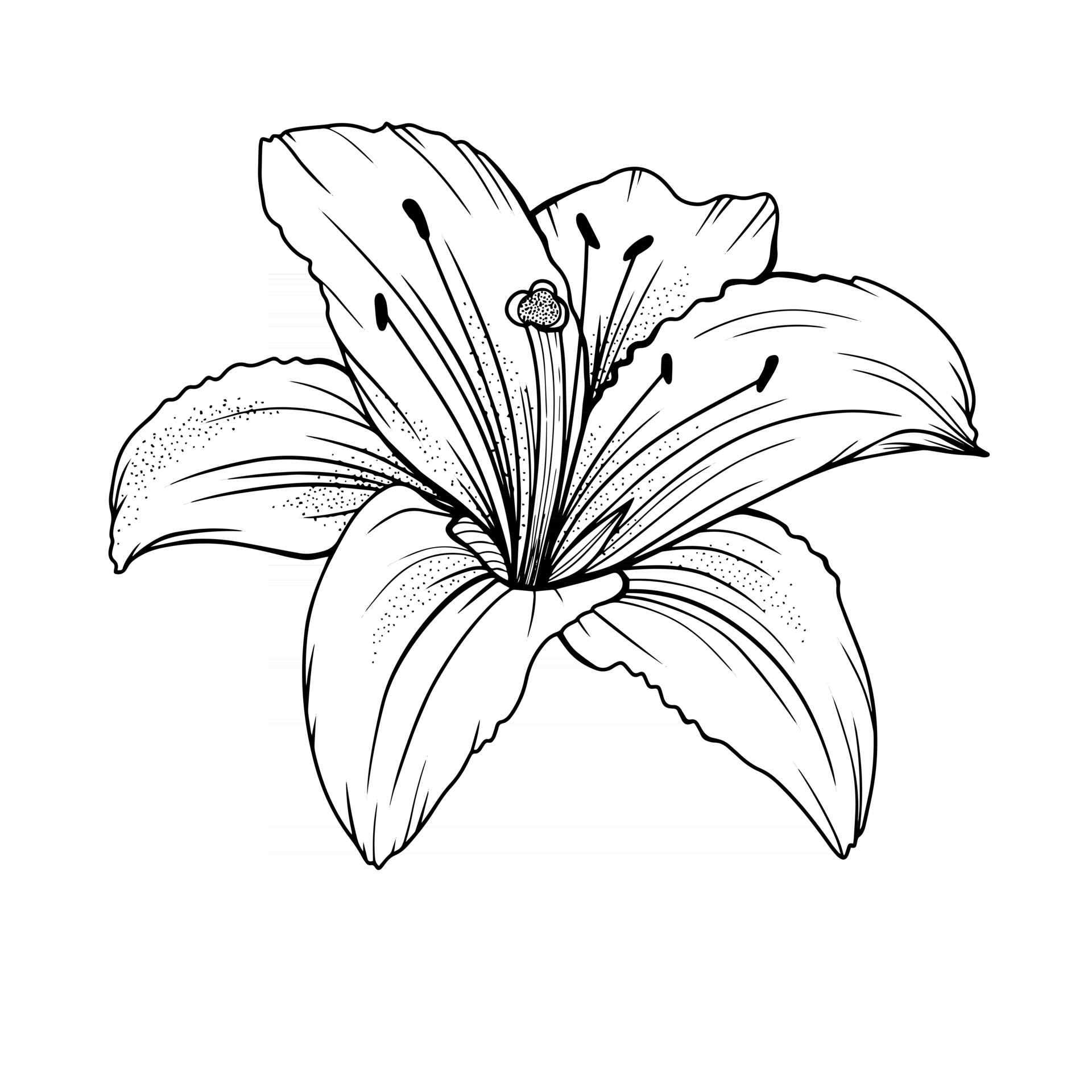 Lily Flower Outline Lilies Line Art Line Drawing 3325128 Vector Art At