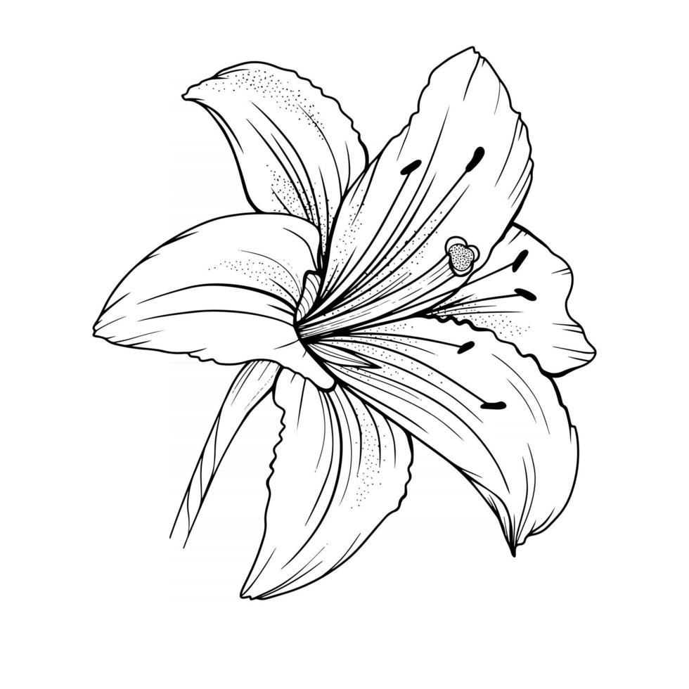 Lily Flower Outline Lilies LIne Art Line Drawing 3325136 Vector Art at  Vecteezy