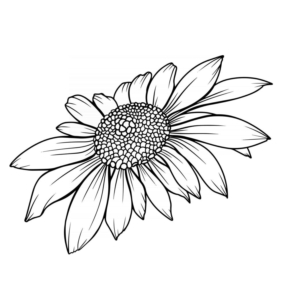 Daisy Flower Outline Daisy LIne Art Line Drawing chamomile outline. 