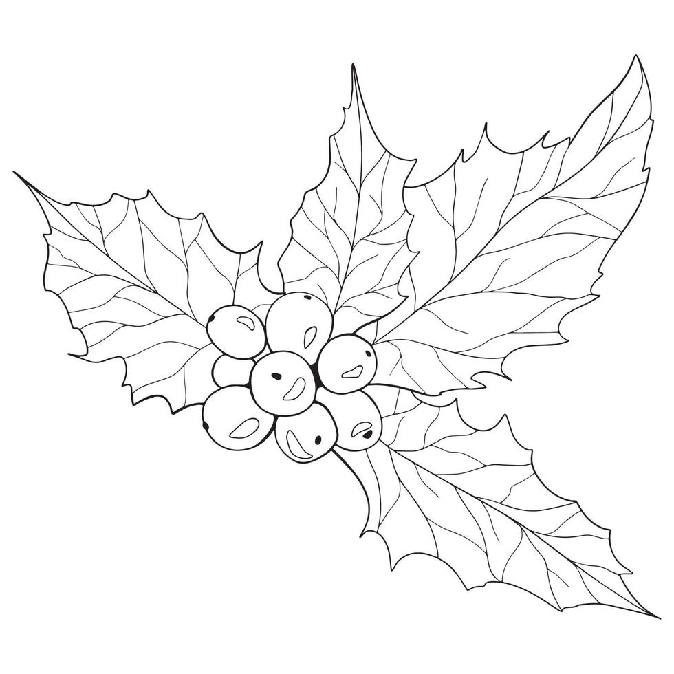 Holly Verry Outline Chridtmas Holly Line Art Line Drawing Christmas vector