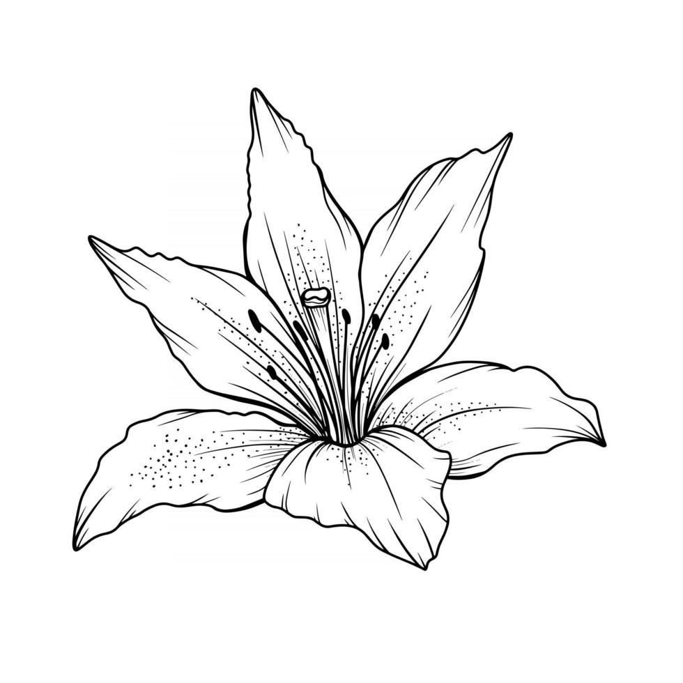 Lily Flower Outline Lilies LIne Art Line Drawing vector