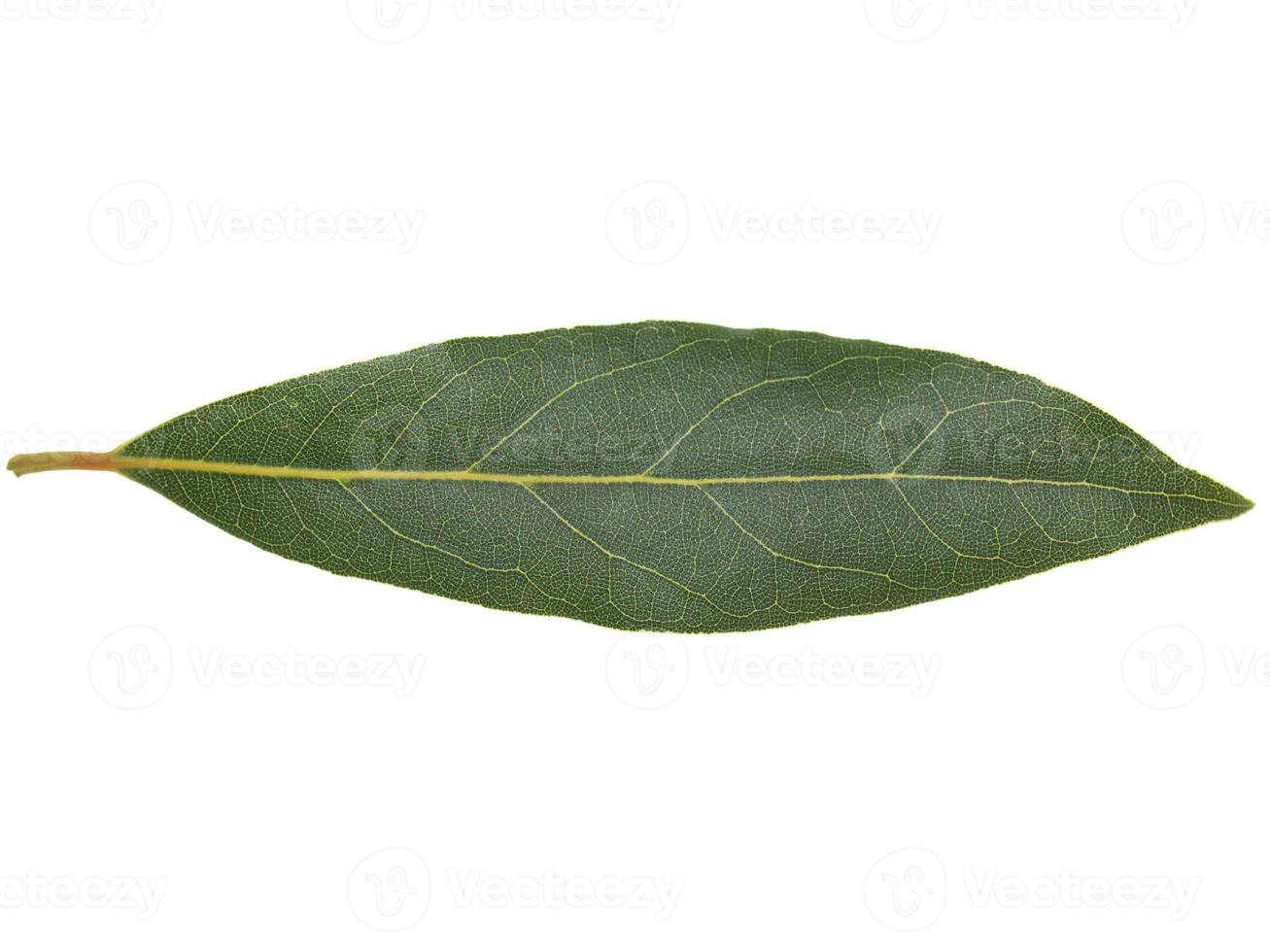 Laurel Bay tree leaf isolated photo