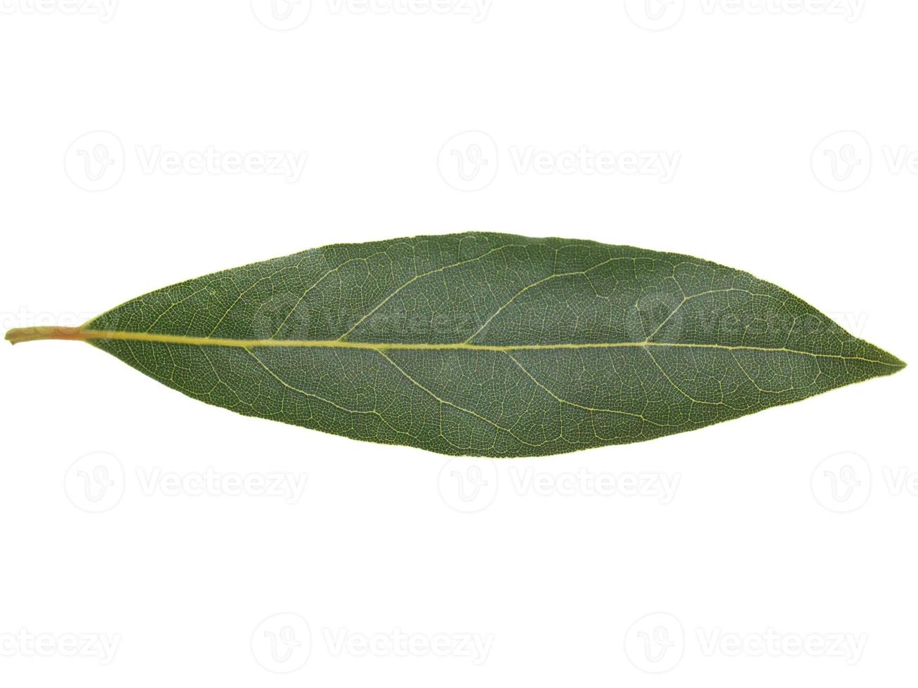 hoja de laurel laurel aislado foto