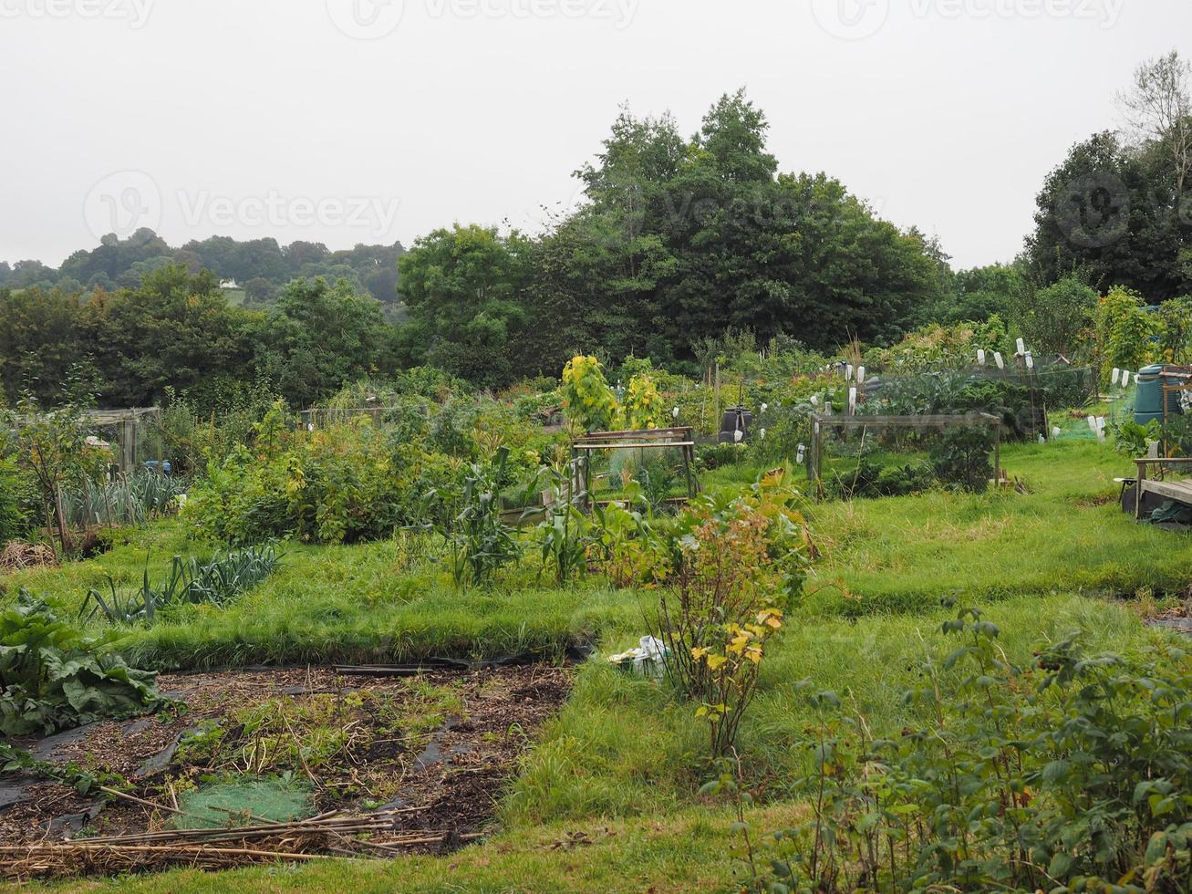 Allotment garden community garden photo