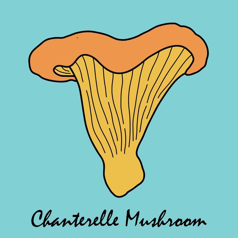Doodle freehand sketch drawing of chanterelle mushroom vegetable. vector
