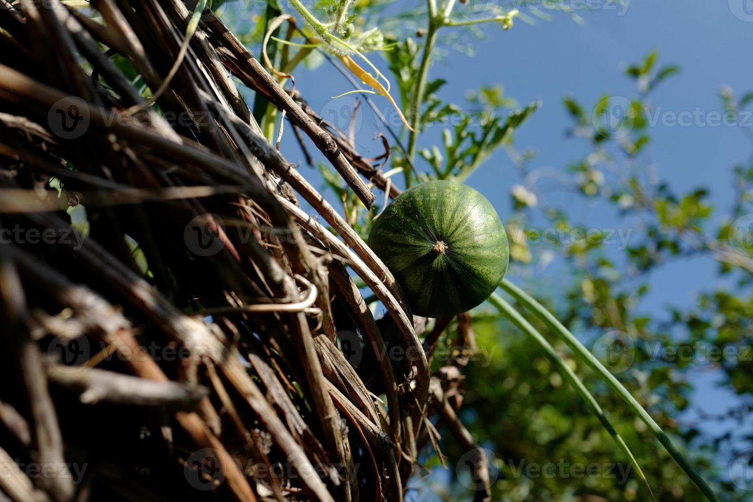 Watermelon against the blue sky photo