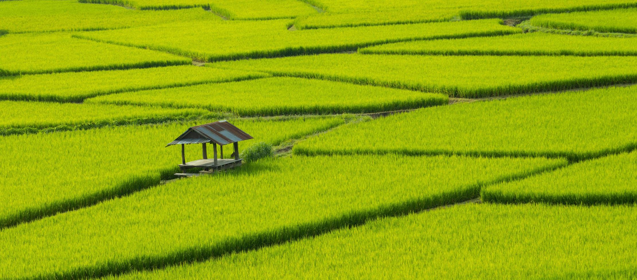 Green rice fields in the rainy season beautiful natural scenery photo