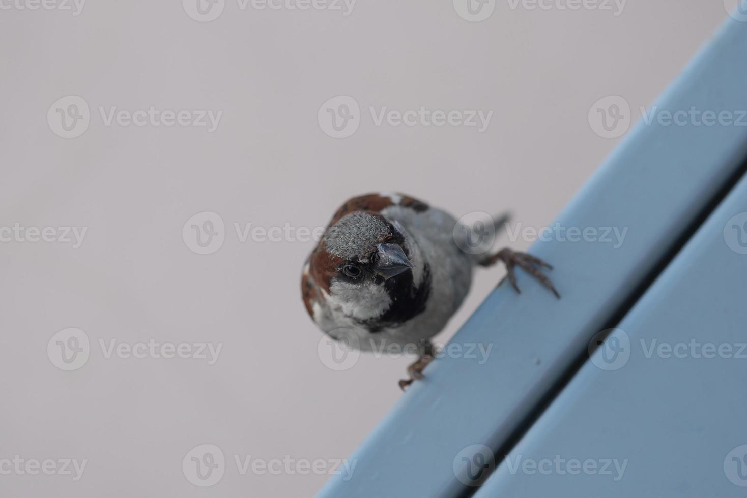 A small sparrow sits on the edge of the roof. Sparrow in the city. photo